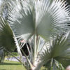 XL Madagascar Blue Bismarck Palm Tree (bismarckia nobilis)