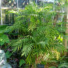Lg. Clustering Hardy Bamboo Palm (chamaedorea microspadix)