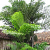 Lg. Clumping Fish Tail Palm Tree (caryota mitis)