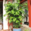 Lg. Long Stem Bamboo Palm Tree (chamaedorea seifrizii)