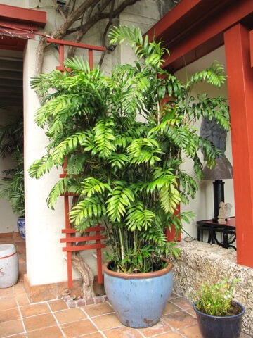 Lg. Long Stem Bamboo Palm Tree (chamaedorea seifrizii)