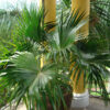 Lg. Chinese Fan Palm Tree (livistona chinensis)