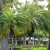 Lg. Miniature Date Palm Tree (phoenix roebelenii)