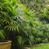 Lg. Clustering Lady Palm Tree (rhapis excelsa)