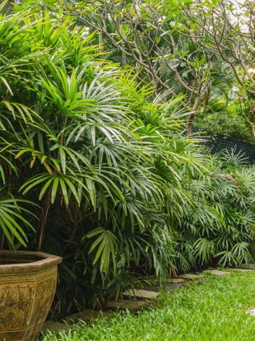 Lg. Clustering Lady Palm Tree (rhapis excelsa)