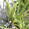 XL Variegated Japanese Lady Palm (rhapis excelsa)
