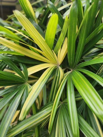 XL Variegated Japanese Lady Palm (rhapis excelsa) - Image 7