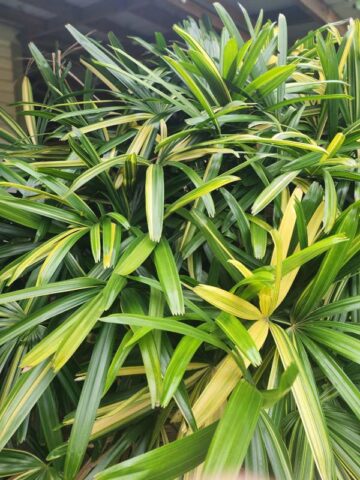 XL Variegated Japanese Lady Palm (rhapis excelsa) - Image 5