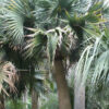 Lg. Bermuda Palmetto Palm Tree (sabal bermudana)