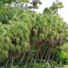 Lg. Cabbage Palmetto Palm Tree (sabal palmetto)