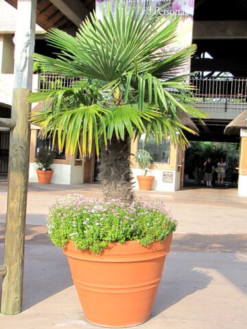 Alternative view of Lg. Cold Hardy Wind Mill Palm Tree (trachycarpus fortunei)