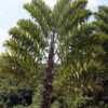 Lg. Two-Sided Distichous Fishtail Palm (wallichia disticha)
