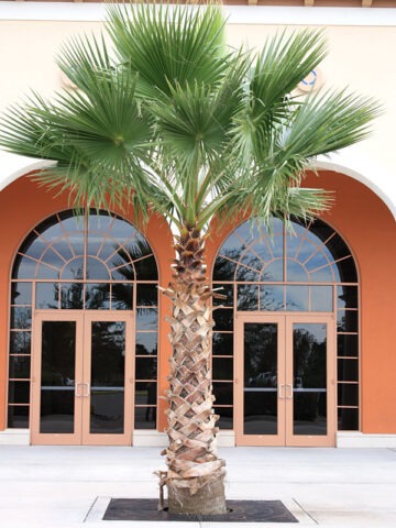 Lg. Venice Beach Fan Palm Tree (washingtonia robusta)