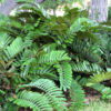 Lg. Cardboard Palm (cycad zamia furfuracea)