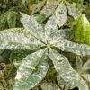 Lg. Caribbean Snow French Peanut Tree (pachira aquatica)