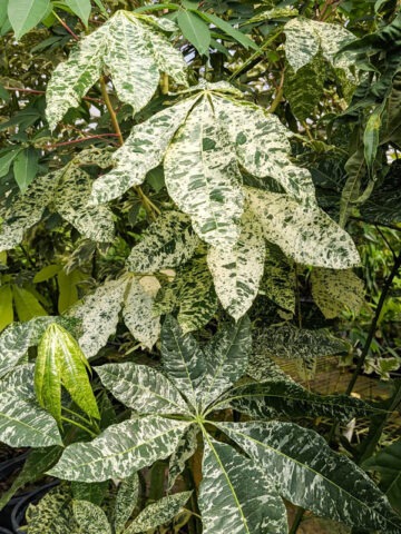 Lg. Caribbean Snow French Peanut Tree (pachira aquatica) - Image 3