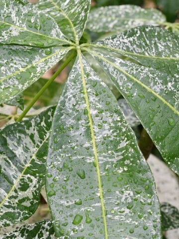 Lg. Caribbean Snow French Peanut Tree (pachira aquatica) - Image 4