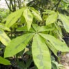 Lg. Variegated French Peanut Tree (pachira aquatica)