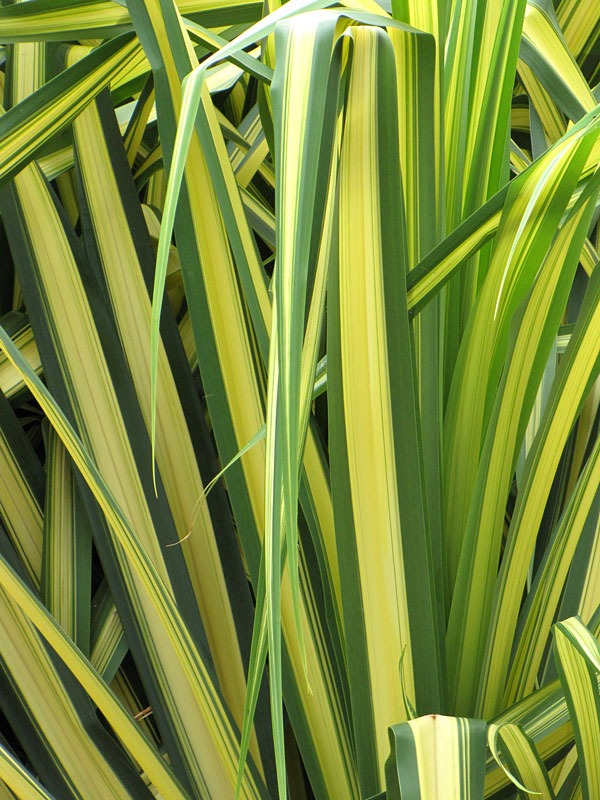 Lg. Baptistii Variegata Pandanus - Image 4