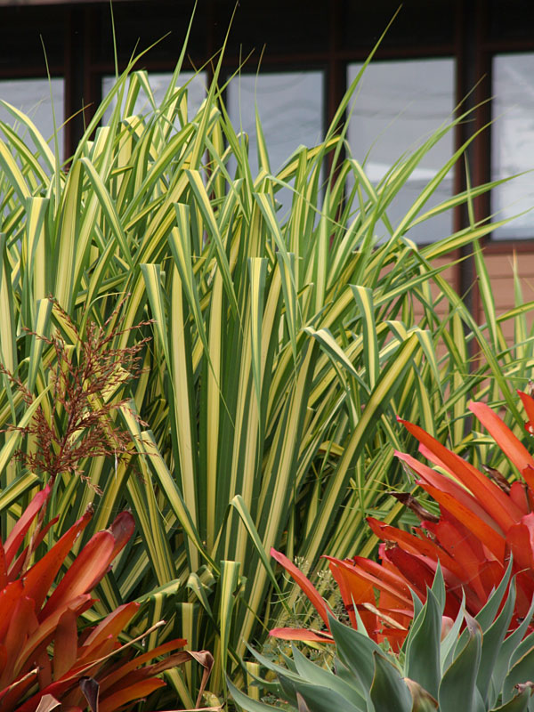 Lg. Baptistii Variegata Pandanus - Image 3