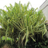 Lg. Baptistii Variegata Pandanus