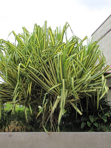 Lg. Baptistii Variegata Pandanus