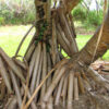 Lg. Palm Like Pandanus Dubius Large Form