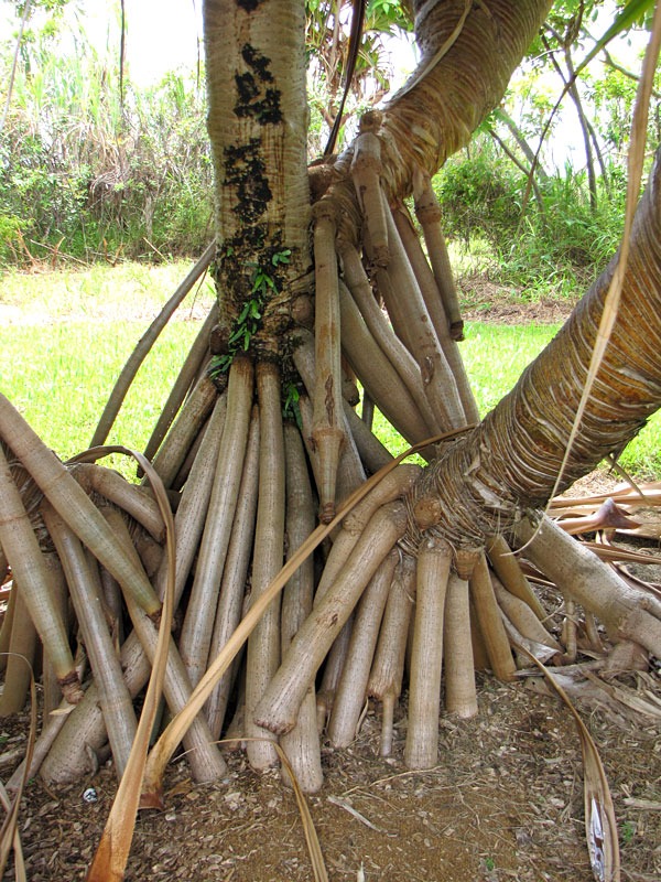 Lg. Palm Like Pandanus Dubius Large Form