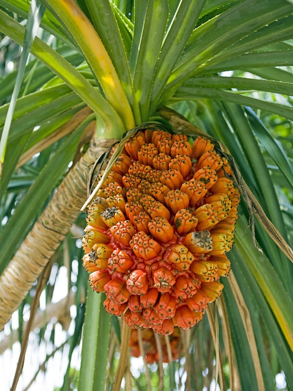 Lg. Palm Like Pandanus Dubius Large Form - Image 6