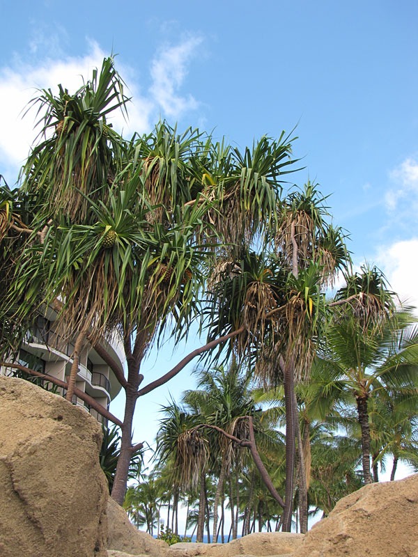 Lg. Palm Like Pandanus Dubius Large Form - Image 2