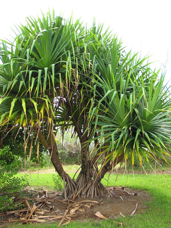 Lg. Palm Like Pandanus Dubius Large Form - Image 4