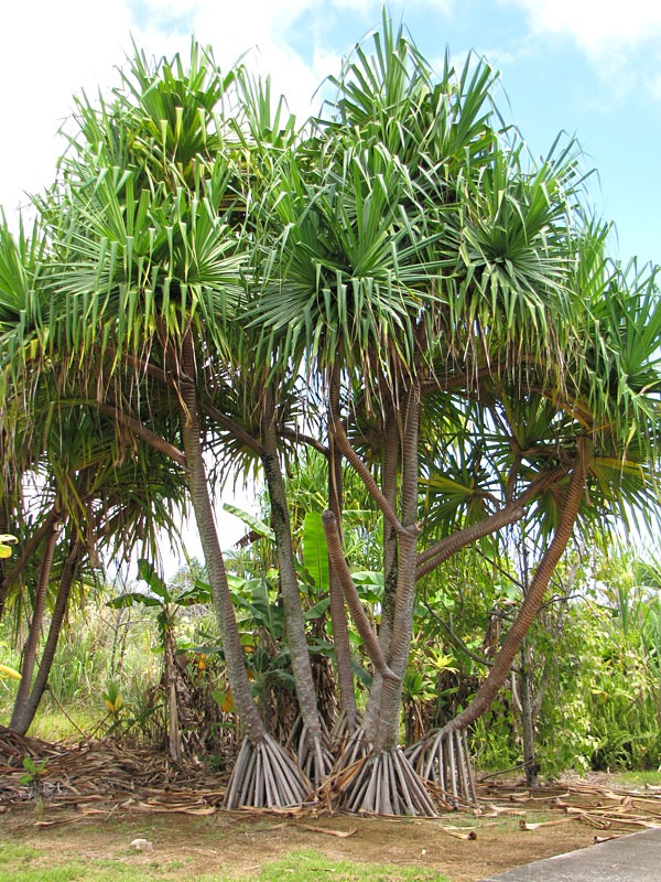 Lg. Palm Like Pandanus Dubius Large Form - Image 5