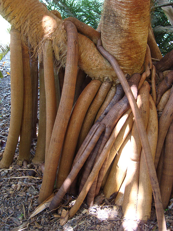 Lg. Palm Like Pandanus Dubius Large Form - Image 7