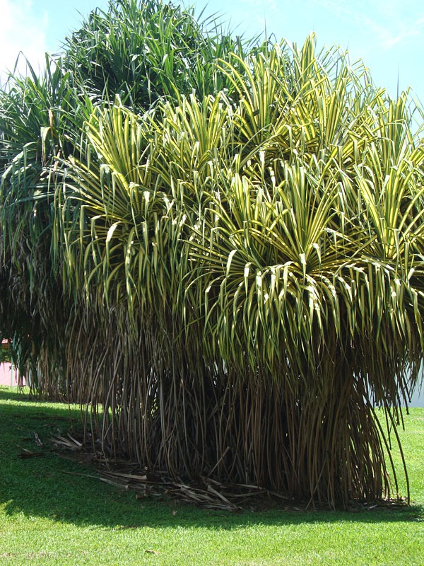 Lg. Golden Variegated Pandanus Tectorius Large Form - Image 2