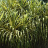 Lg. Golden Variegated Pandanus Tectorius Large Form