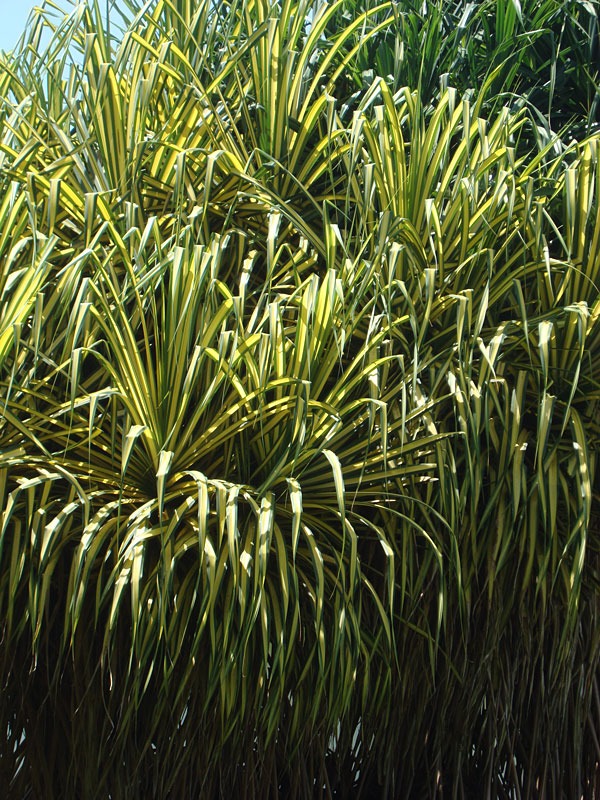 Lg. Golden Variegated Pandanus Tectorius Large Form