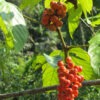 Lg. Grow Your Own Guarana Bush (paullinia cupana)
