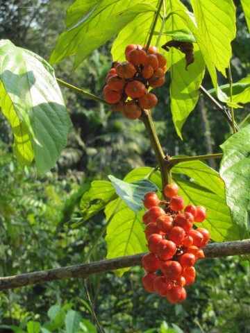 Lg. Grow Your Own Guarana Bush (paullinia cupana)