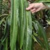 Philodendron Alternans Bayonet Leaf Plant