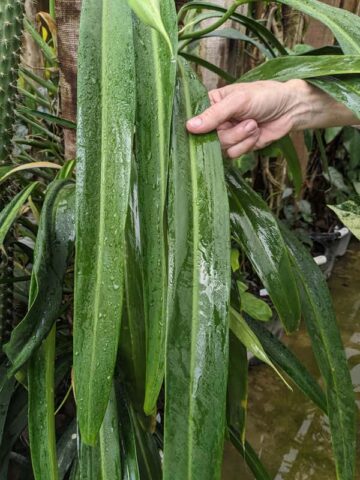 Philodendron Alternans Bayonet Leaf Plant