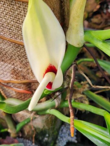 Alternative view of Philodendron Alternans Bayonet Leaf Plant