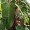 Philodendron Anderson Red Plant