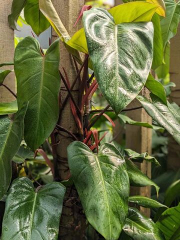 Alternative view of Philodendron Anderson Red Plant