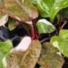 Philodendron Anderson Red Variegata Plant