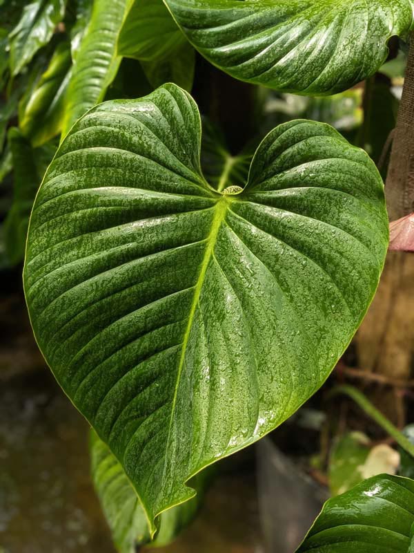 Lg. Philodendron Asperatum Plant