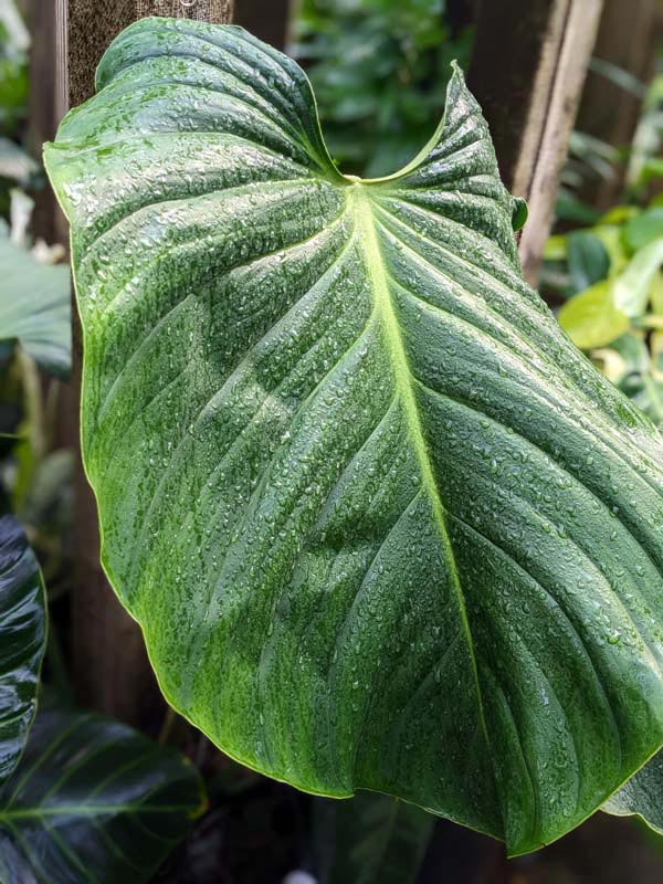 Lg. Philodendron Asperatum Plant - Image 3
