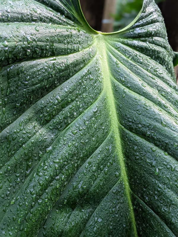 Lg. Philodendron Asperatum Plant - Image 2