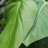 Lg. Philodendron Atratum cf Dodsonii Plant