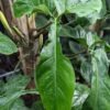 Lg. Philodendron 69686 Bunny Ears Plant