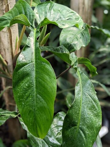 Alternative view of Lg. Philodendron 69686 Bunny Ears Plant